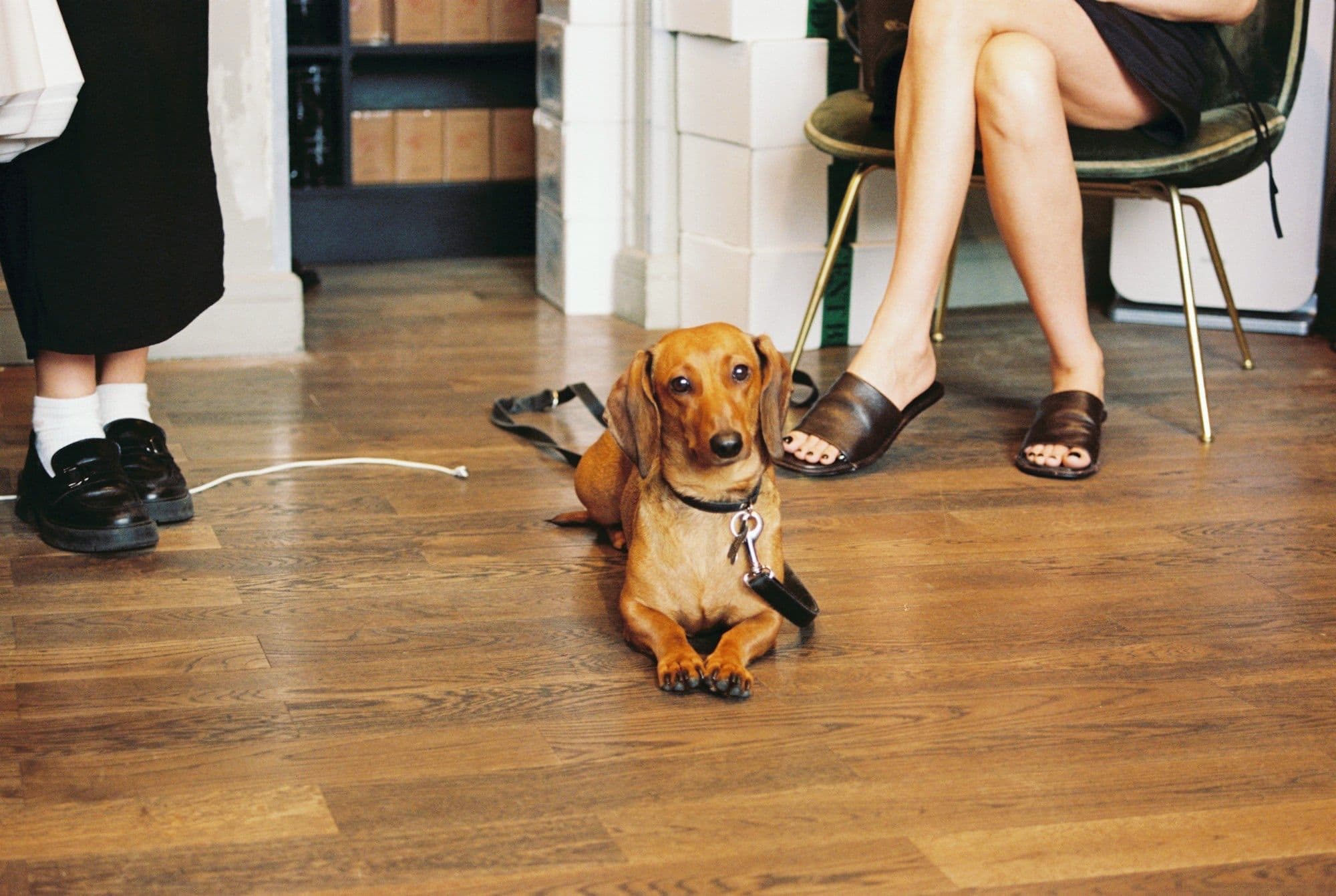 A dachshund lying on a wooden floor, leash still on, between two people's feet — circled in marker with a heart and the note “first visit!”