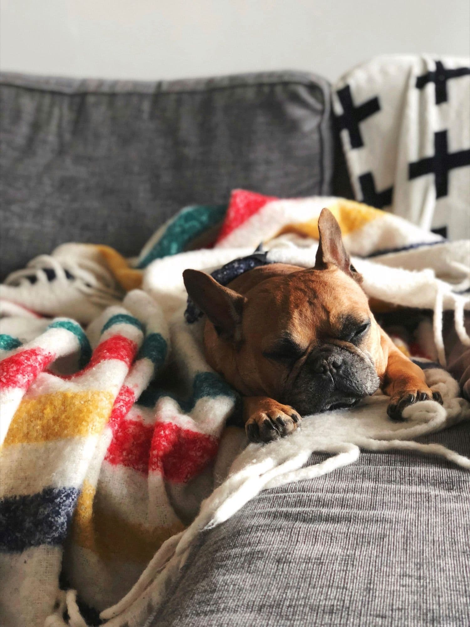 A French bulldog asleep under a striped wool blanket on a grey sofa, the AllPets badge stamped in white in the corner