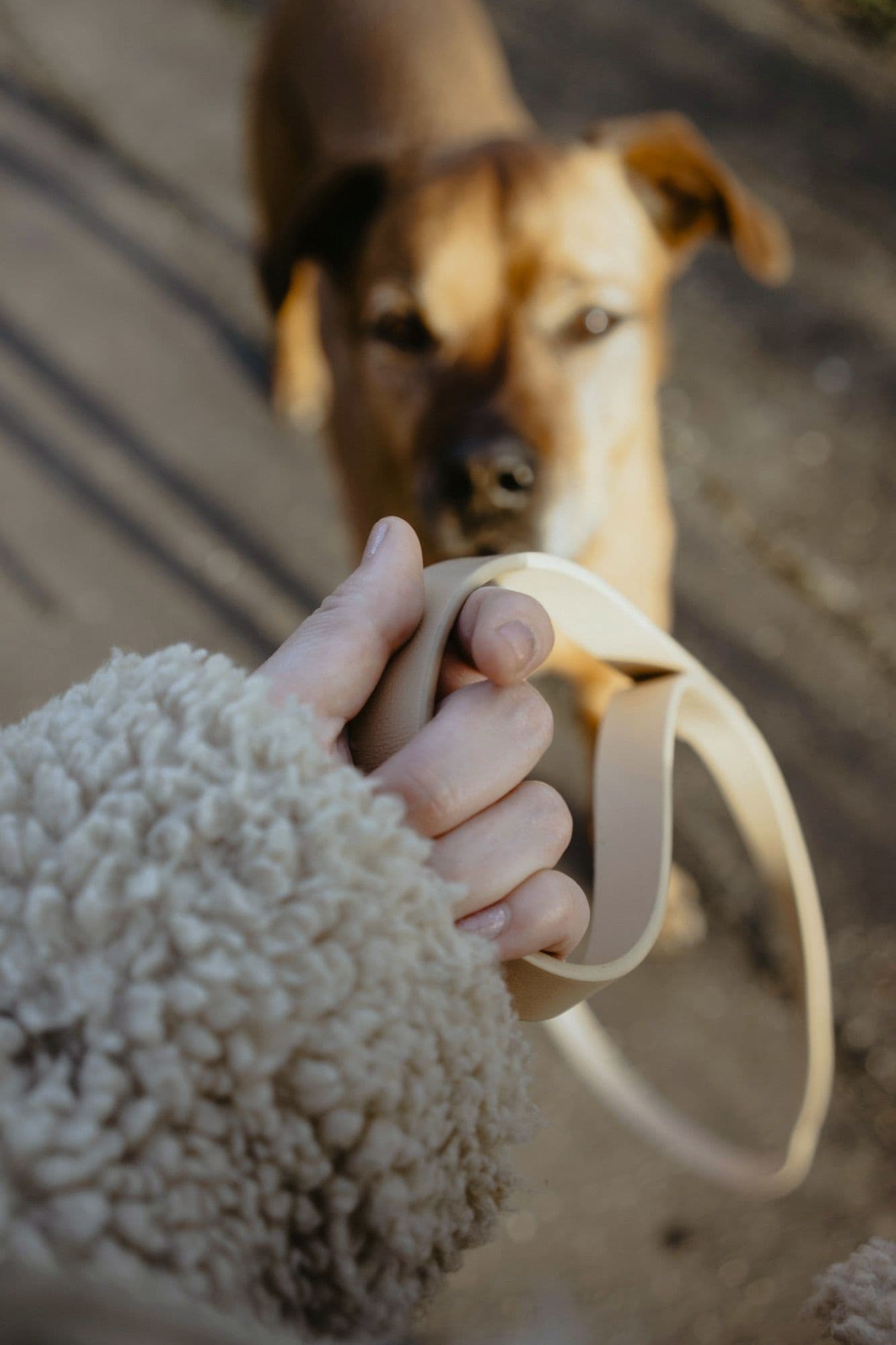A hand holding a leather leash, a brown dog looking up from the path, the AllPets badge stamped in white in the corner