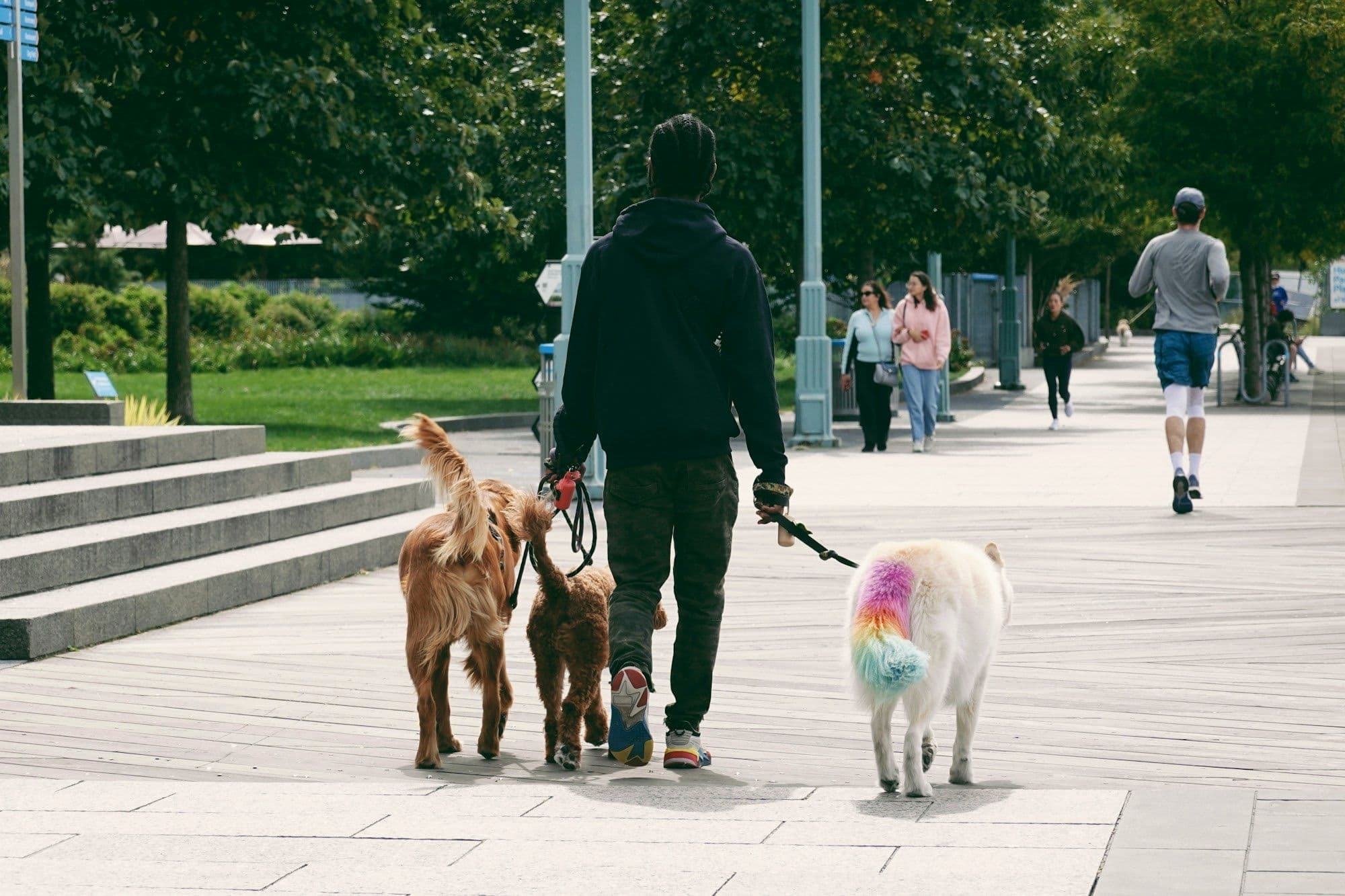 A dog walker seen from behind, walking three dogs on leads through a park, with marker notes “10am walk ✓” and “8am meds ✓”